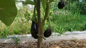 Урожай баклажан 2021 сорт ЧЁРНАЯ МАСТЬ