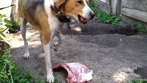 Русское пегая гончая,кормлю