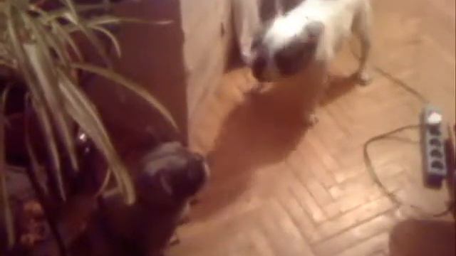 гав3 3 2 ответ смотреть онлайн