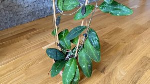 Hoya Rintzii Borneo- Суицидница?