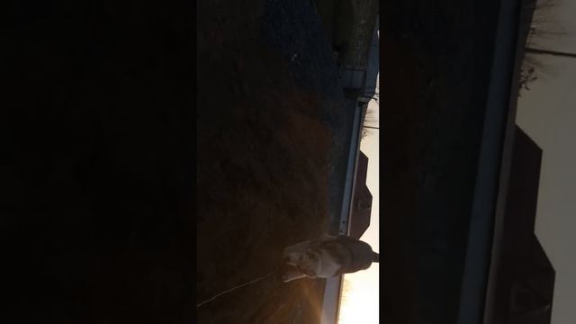 Алабай поймал волк😂 смотреть онлайн