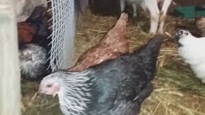 ✔Куры завалили яйцами,чем кормлю//купить  инкубационное яйцо кур и уток можно у нас