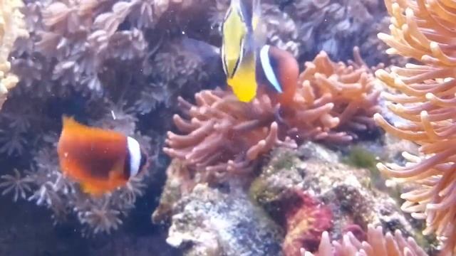 Клоуны томатные Amphiprion frenatus пара продажа смотреть онлайн