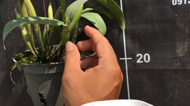 Hoa mẫu cattleya mini Mỹ xưa смотреть онлайн