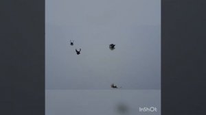 Николаевские серпастые голуби