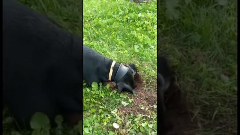 Собака исследует участок