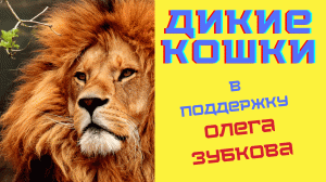 Дикие кошки ? Тест в поддержку Олега Зубкова (Парк львов Тайган) ?? Подпишись на канал Дом тестов