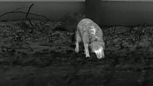 First Look at Latest Gen 2 Sytong XM03-50LRF