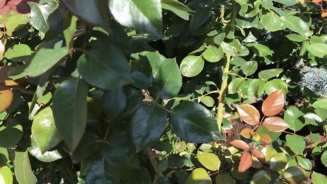 РОЗЫ TANTAU. Роза Tantau царица сада ! смотреть онлайн