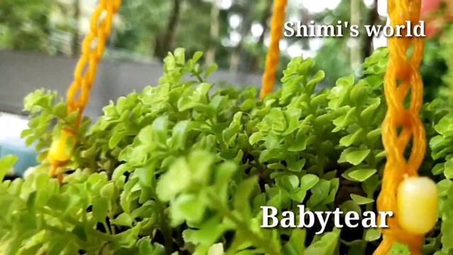 40-ൽ പരം hanging plants | My hanging plants collections | #itzmeshimi #hangingplants