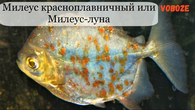 Пираньи в аквариуме, содержание, разведение, уход. Что едят? Виды смотреть онлайн