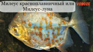 Пираньи в аквариуме, содержание, разведение, уход. Что едят? Виды