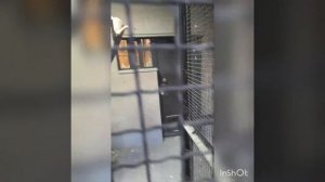 Мои Армянские голуби #бойные #голуби #кудули