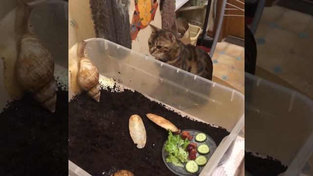 Romashist про улитят и кладку ахатинских улиток смотреть онлайн