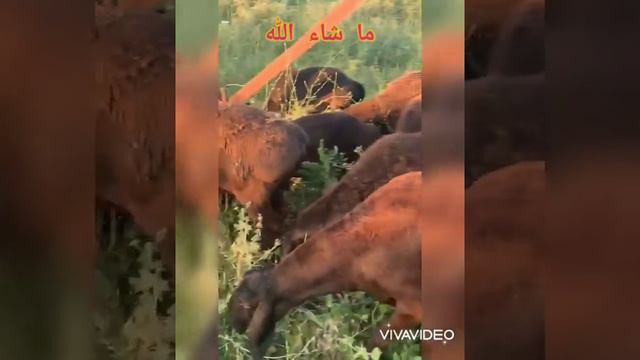 Арашанские овцы | Хозяйство Абдурахима Чотуканова Чуй.обл.г.Кара-балта | Арашан койлору