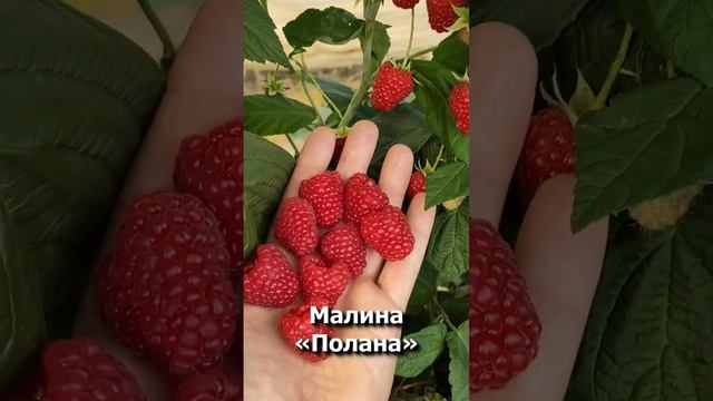 Малина Полана #садыроссии #shorts #малина #садыроссии