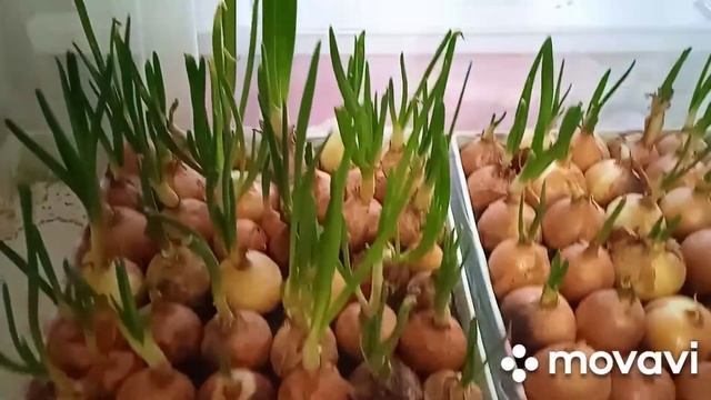 так лук на перо лучше растёт!!! или зачем обрезать лук? смотреть онлайн