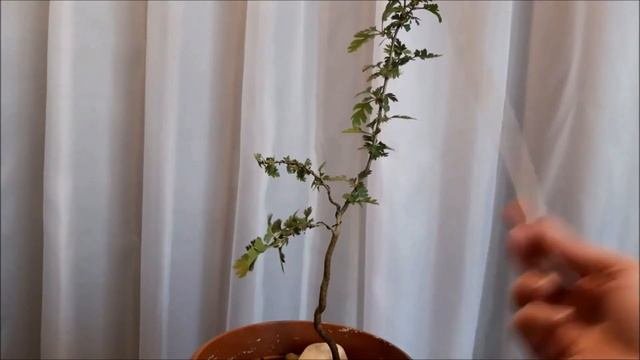 Боярышник Pauls Scarlet|Пауль Скарлет #1 Июнь 2023 #Crataégus #bonsai #BonsaiNaBalkone