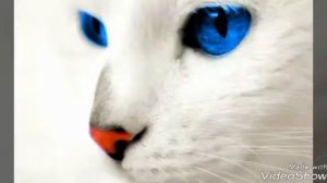 Белые котики