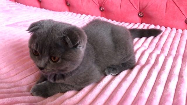 Шотландский вислоухий кот из Беларуси! смотреть онлайн