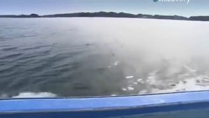 КАК ВЫРАЩИВАЮТ НАТУРАЛЬНЫЙ ЖЕМЧУГ