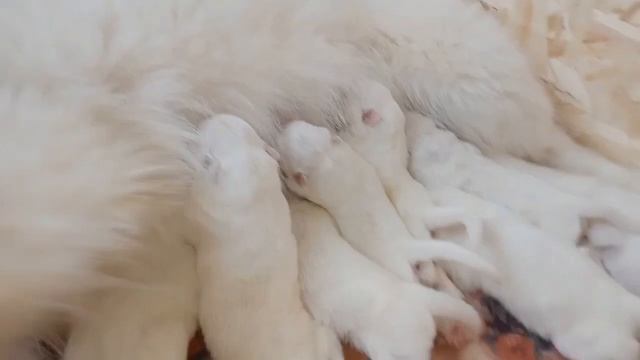 Самоеды -это чудо😍 щенки от Сашки и Даши ❤️самоеды#щенкиспитомника#самоедскаялайка#щенкисамоеда#
