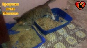 Коварная месть кота за грязный лоток! Забыл поменять наполнитель в лотке у кота. Кот устал терпеть