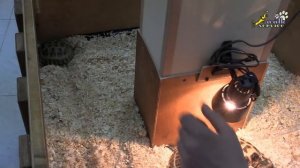 Контактный зоопарк_ ребятам о зверятах
