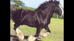 лошади породы шайр