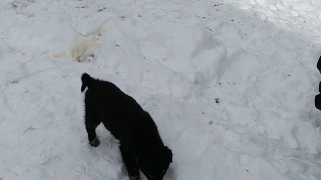 Зимняя делянка. Первый видос