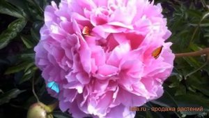 Пион травянистый Сьюзи Кью (paeonia susie q) ? Сьюзи Кью обзор: как сажать, саженцы пиона Сьюзи Кью