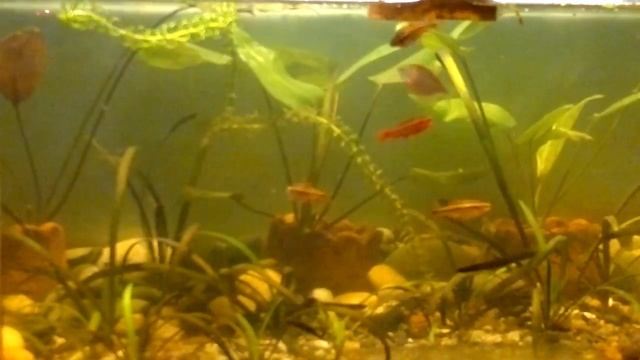 Нерест тернеции GloFish Galactic Purple