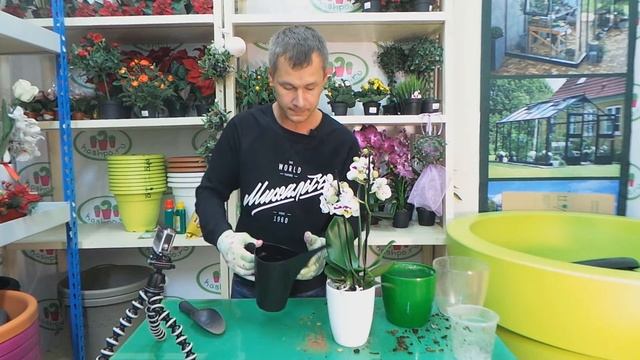 пересадка орхидеи Phalenopsis в кашпо для орхидей Elho и субстрат для орхидей Seramis смотреть онлайн