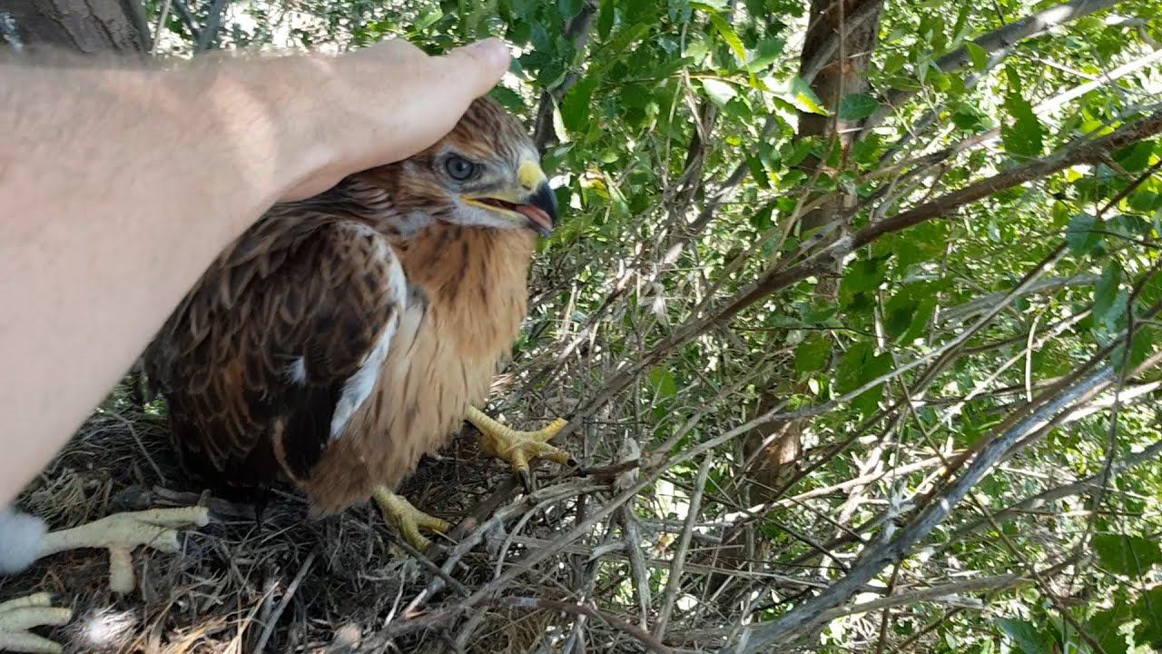 Погладил птенца Курганника и... смотреть онлайн
