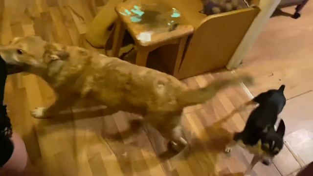 VLOG заведу себе собаку, назову её «Хорошо» и дома будет всегда хорошо 😂 смотреть онлайн