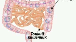 Урчание в животе после еды ! Что делать?