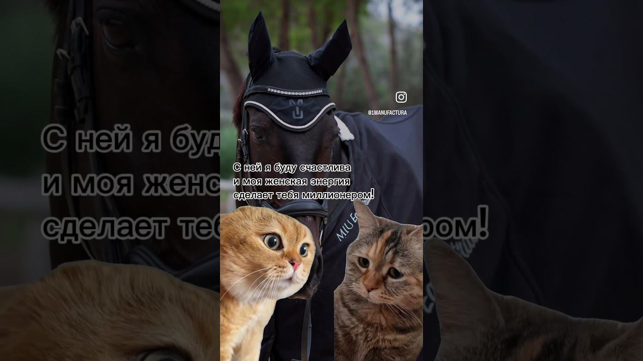 юмор котики