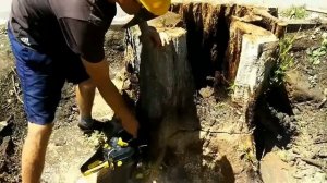 Корчевания огромного пня бензопилой.