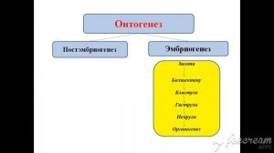 Мүшелер жүйесінің дамуы- эмбриогенездің сатылары 8-сынып