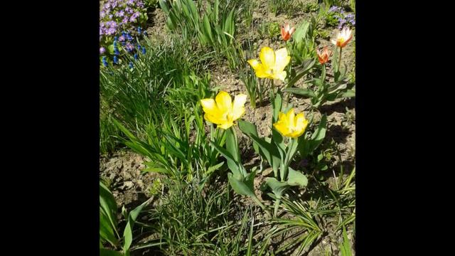 Цветочная фантазия