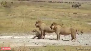 Lions playing with a paralyzed Hyena! Animal Planet.mp4