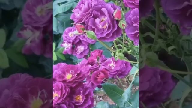 Розочка Рапсоди Ин Блю.Rhapsodi in Blue,Шраб,Великобритания,1999год. смотреть онлайн