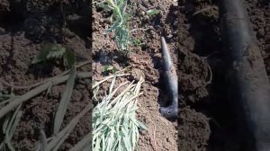 черенкование лаванды осенью.