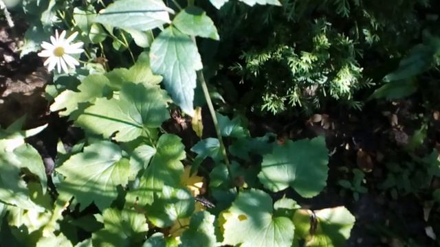 Входная зона в сад. Хосты,флоксы,рододендроны,кампсис,розы,анемоны.Август 24.2020 #северная #сторон смотреть онлайн