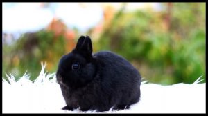 Донни Дарко