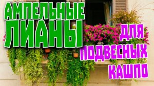 Ампельные лианы для подвесных кашпо