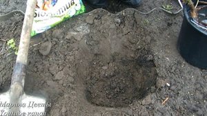 Посадка английской розы