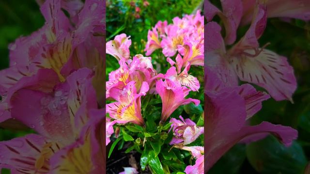 Enjoying My Beautiful Flowers Garden #76 #Alstroemeria #flowersgarden #rurallife #nature #flowers