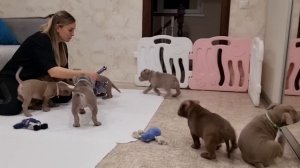 Эксклюзивные Американские булли экзот/покет ждут своих хозяев, родители Китай ?? +79807427894