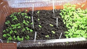 Рассада цветов из мелких семян Это нужно делать обязательно